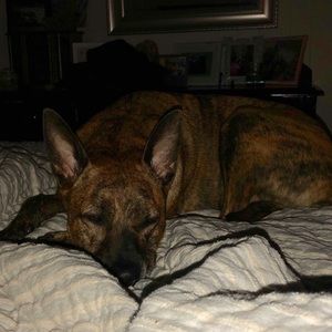 Meet your Posher, Sierra